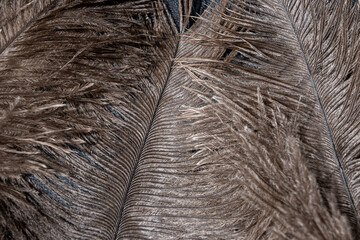 Ostrich feathers on black background