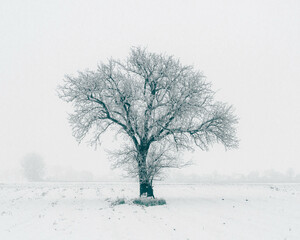 frosty isolated single tree on a snowy day with foggy background 