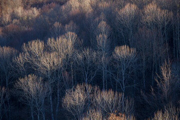 forest of trees without leaves illuminated by the sunset light