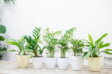 House plants in a stylish interior of a room at home in pots. The concept of home gardening. Cozy decor for a home with a home jungle. Green garden