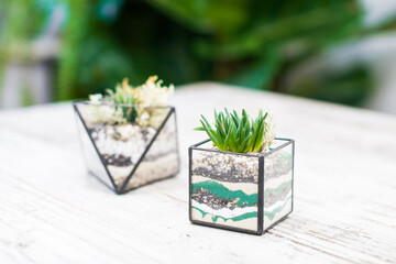 Glass florarium for green fresh mini succulent plants on a wooden background with multicolored sand inside. The concept of home gardening. Cozy decor for a home with a home jungle.