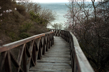 Fototapeta premium Wooden path along the forest