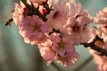 mandelblüte in Mittelwihr im Elsass