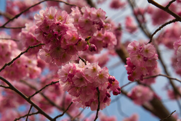 Japanische Kirschblüte im Elsass