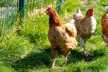 Free range chicken on a farm 