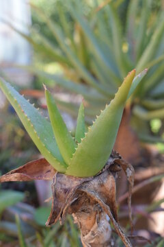 Green succulent plant (Aloe varvari)
