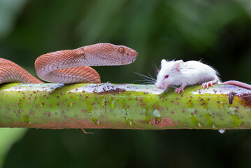 mangrove pit viper with prey
