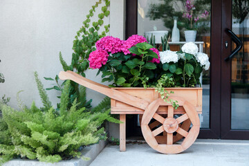 Hydrangea flowers in decorative flowerbed at town street