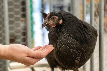 Free range chicken on a farm  © LDC