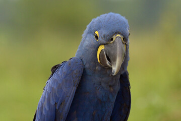 Hyacinth macaw with beautiful blue color