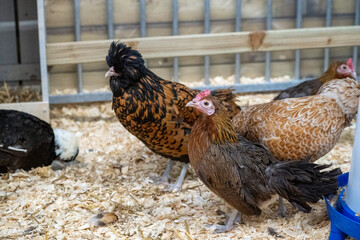 Free range chicken on a farm 