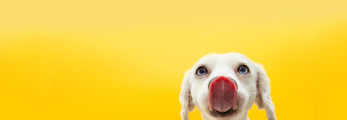 Fototapeta Banner funny hungry puppy dog licking with tongue its lips. Isolated on yellow background. obraz