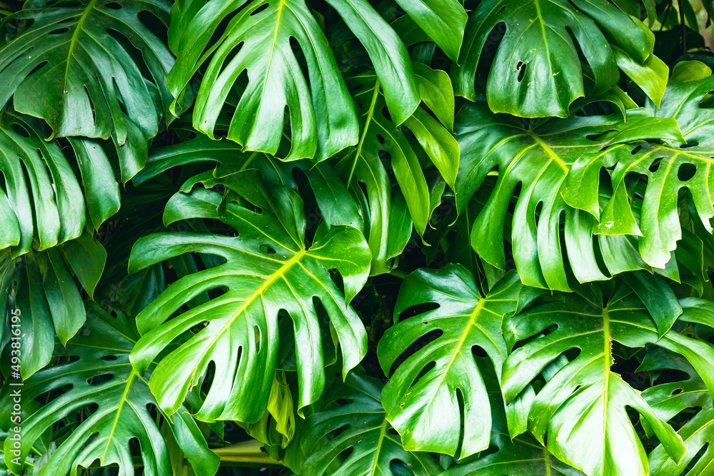 Wall mural green leaves of monstera philodendron plant growing in wild, the tropical forest plant.