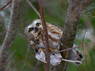 Northern saw-whet owl holding a prey vole in Winter
