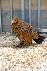 This beautifull chicken Booted Bantam (or in dutch sabelpoot kriel) is a small chicken with a lot of feathers but also beautifull colours in different colours
