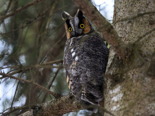 Long-eared Owl Sitting on Tree Branch in Winter