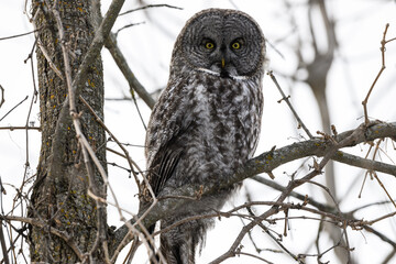 Great Gray Owl Sitting on Tree Branch in Winter