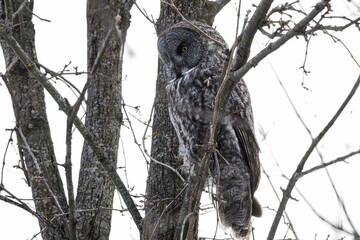 Great Gray Owl Sitting on Tree Branch in Winter