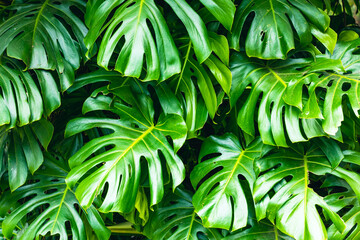 Green leaves of Monstera philodendron plant growing in wild, the tropical forest plant. - obrazy, fototapety, plakaty