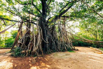 The Great Banyan is a banyan tree (Ficus benghalensis) located in Sri Lanka.