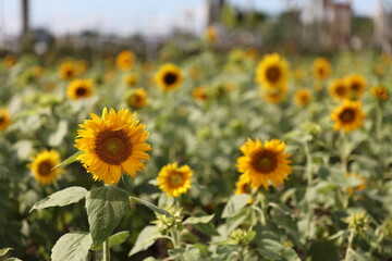 Sunflower