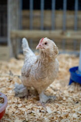 Small cochin looking type of chicken hen (baardkuifhoen) looking into the camera walking on wood fibre, this chicken is unique with a lovely beard

