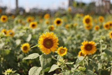 Sunflower