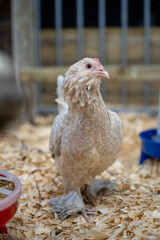 Small cochin looking type of chicken hen (baardkuifhoen) looking into the camera walking on wood fibre, this chicken is unique with a lovely beard
