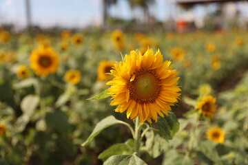 Naklejka premium Sunflower