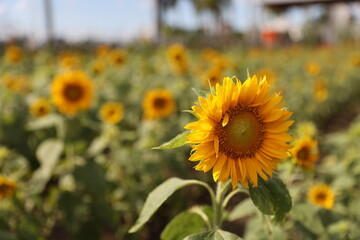 Obraz premium Sunflower