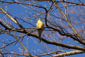 the bird on a branch against the blue sky sings