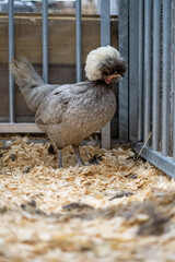 Polish chicken (hollandse witkuif) free range chicken on a farm with beautifull feathers and a nice crest. This one is called the white crest from holland.
