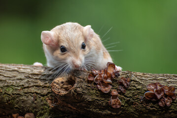 dessert mouse also called gerbil sitting in the tree
