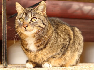 domestic cat sits crouched, lurks, has a white bib
