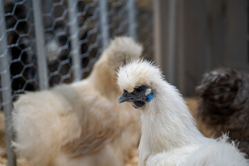 Silkie chicken (zijdehoen (nl) or Chinese silk chicken) with a beautifull plumage and feather, showing his blue skin unique for this free range chicken hen. They have unique blue ears