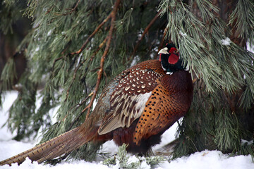 a portrait of golden pheasant walking in snow