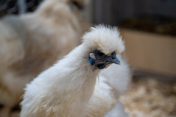 Silkie chicken (zijdehoen (nl) or Chinese silk chicken) with a beautifull plumage and feather, showing his blue skin unique for this free range chicken hen. They have unique blue ears