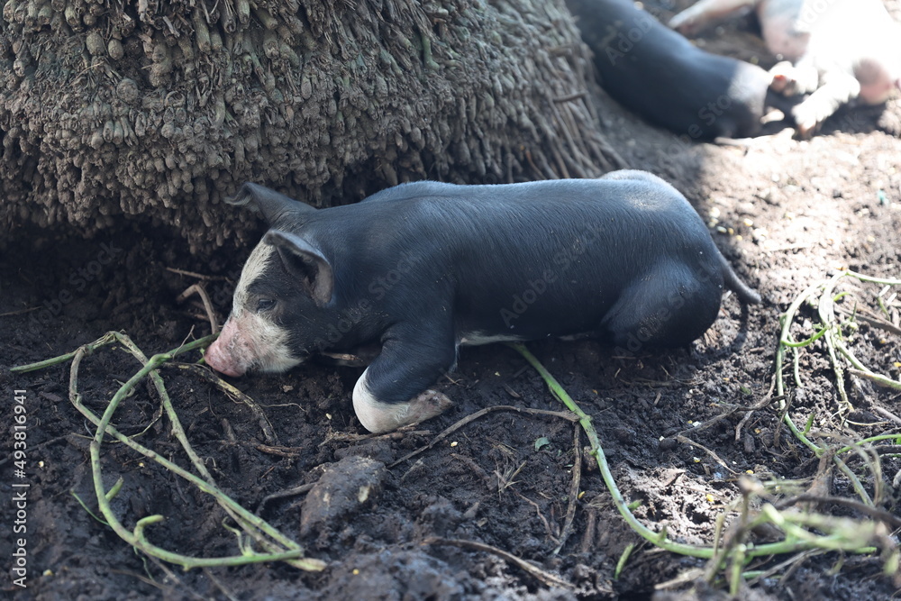 Wall mural Piglet