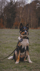 border collie sitting. Sitting Dog