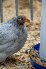 Small grey cochin hen free range chicken on a farm (Federfüßiges Zwerghuhn) 