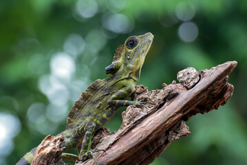 lizard on the tree