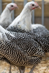 Beautifull plumage of a Izegemse koekoek, a belgian chicken looking like a maline chicken