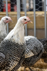 Beautifull belgian chicken (Izegemse Koekoek) walking on wood fibre, this unique chicken is a free range chicken with black and white spots like the Malines (chicken) but white a white neck. 
