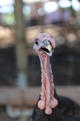 wild turkey