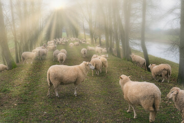 Schafherde auf Weg im Nebel mit Sonnenstrahlen