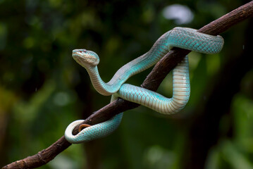 Sunda Island pitviper (Blue insularis) coiled around a tree