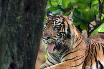 portrait of a tiger