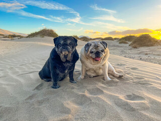 Couple of old pugs dogs sitting on the dunes desert sand for a lovely adorable portrait of animals....