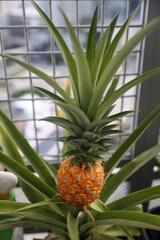 Fototapeta premium Pineapple