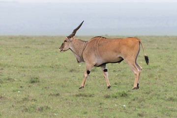 Naklejka na ściany i meble side profile of a Kudu antelope in the savannah